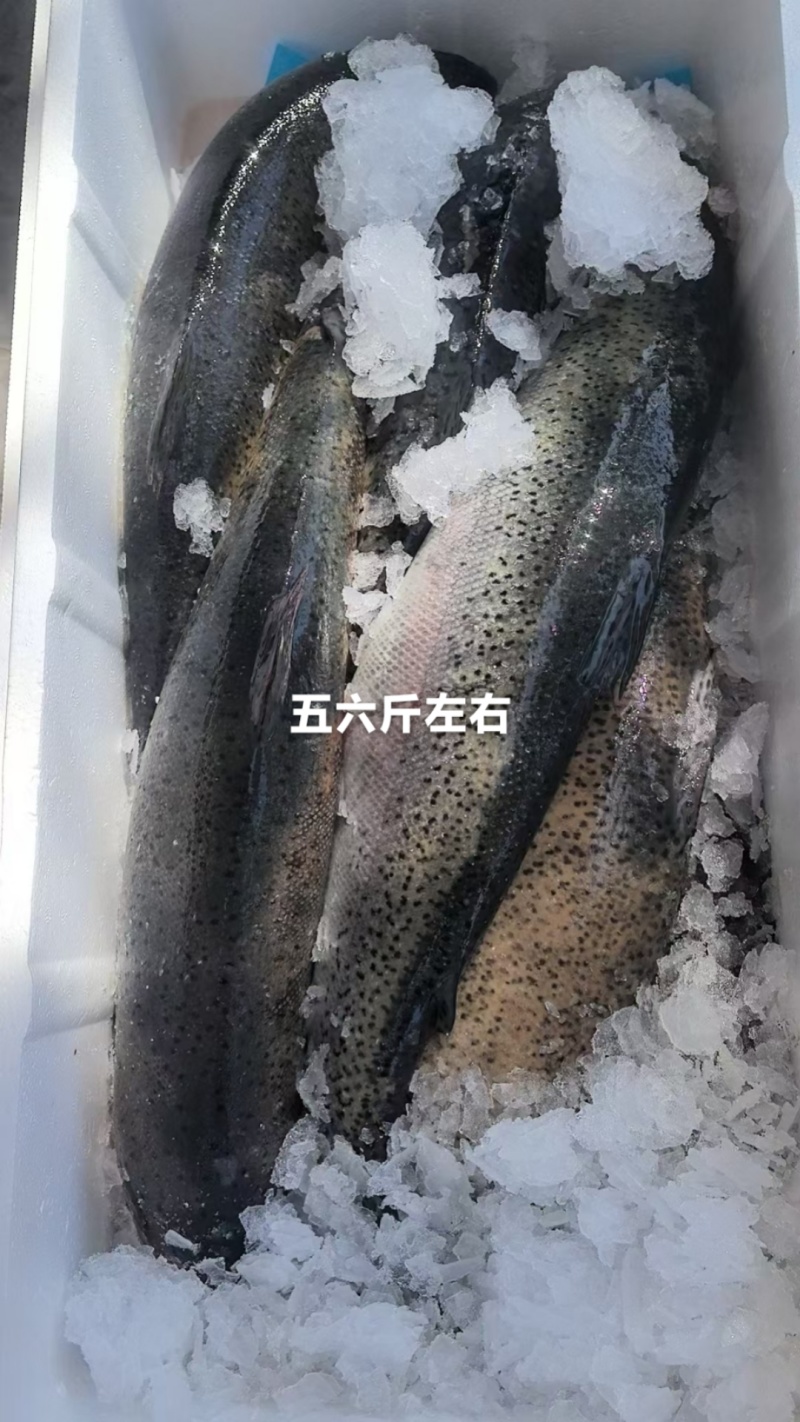 【推荐】青海龙羊峡冰鲜三文鱼产地直发货源充足可视频看货