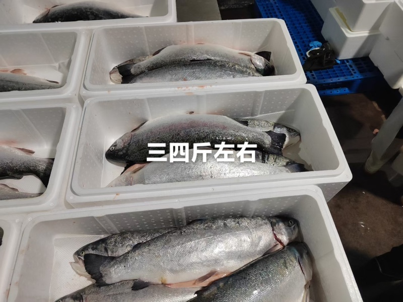 【热卖】青海龙羊峡冰鲜三文鱼原产地直发货源充足可预定