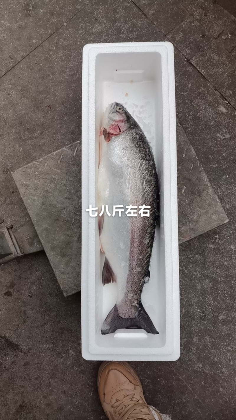 【热卖】青海龙羊峡冰鲜三文鱼原产地直发货源充足可预定