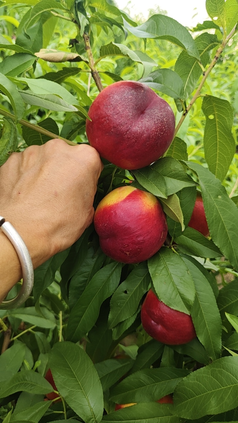 中油金夏桃子
