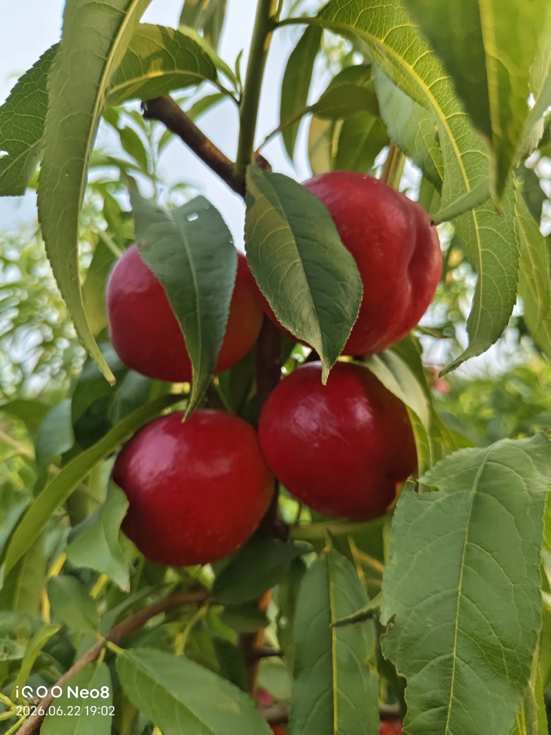 中油金夏桃子
