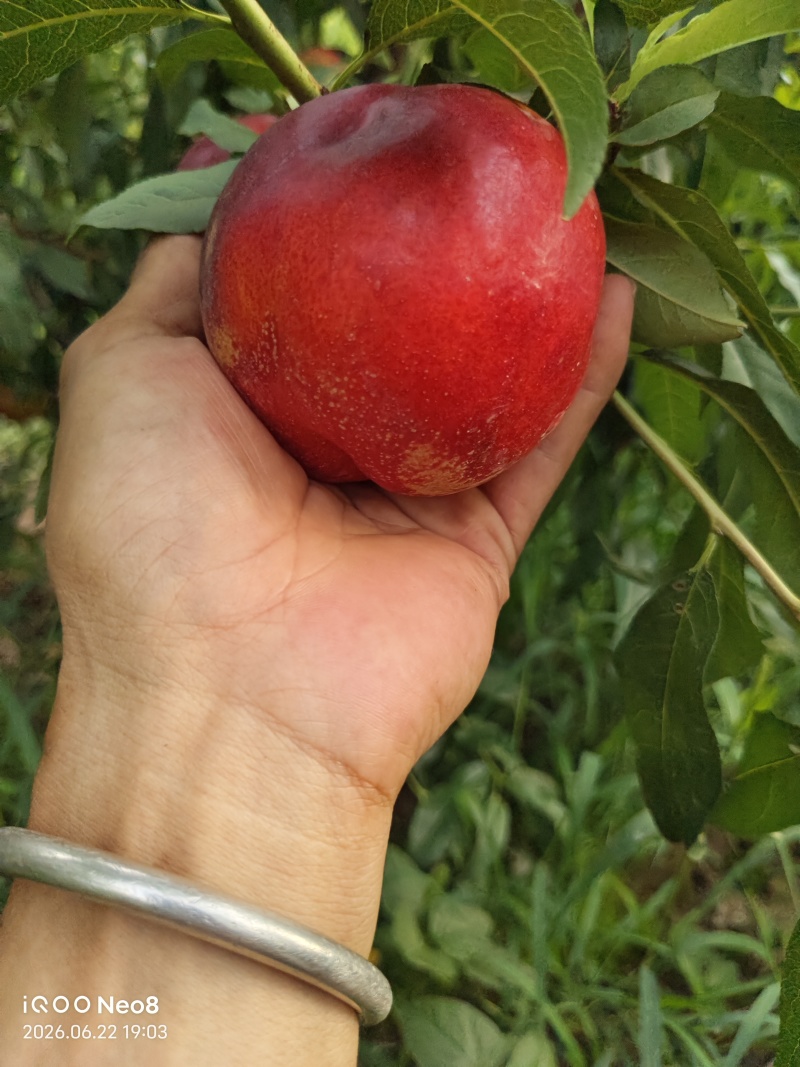 中油金夏桃子