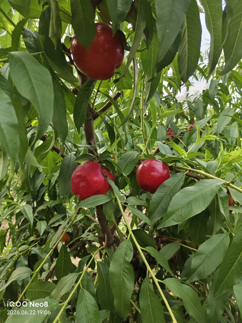 中油金夏桃子