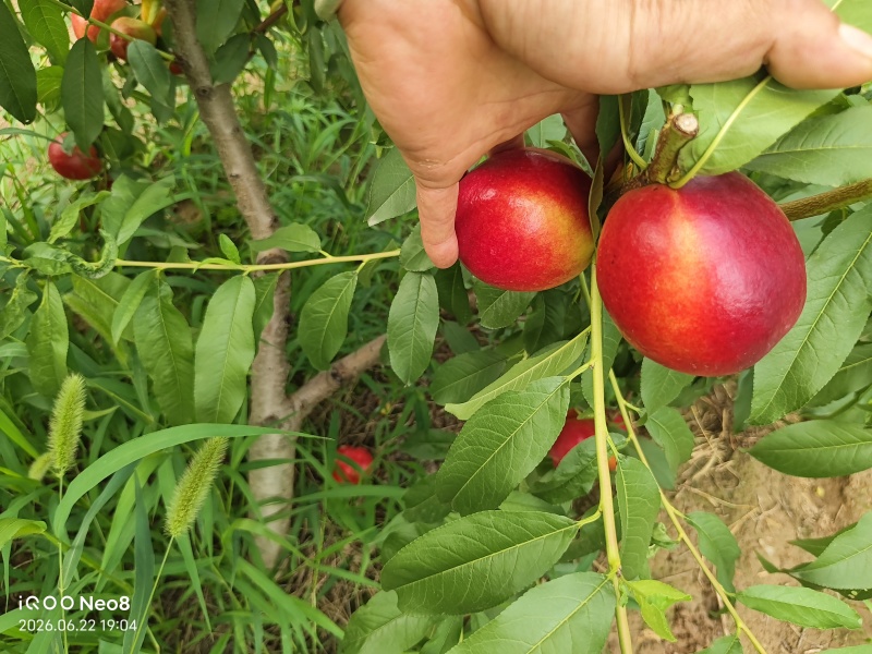 中油金夏桃子