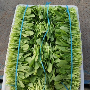 鸡毛菜
