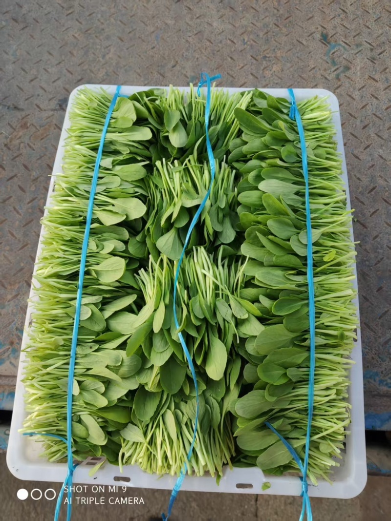 鸡毛菜