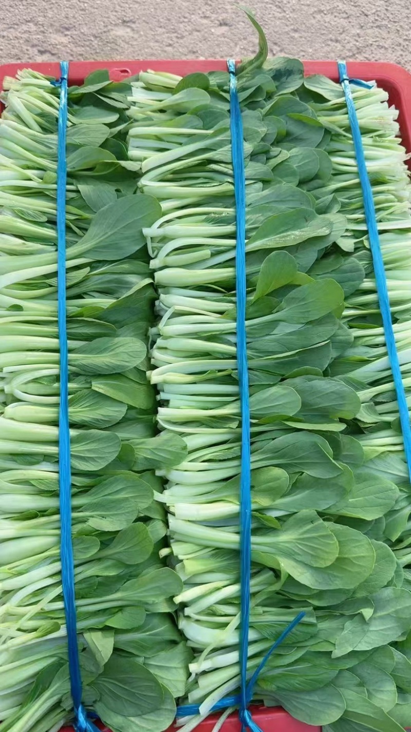 鸡毛菜