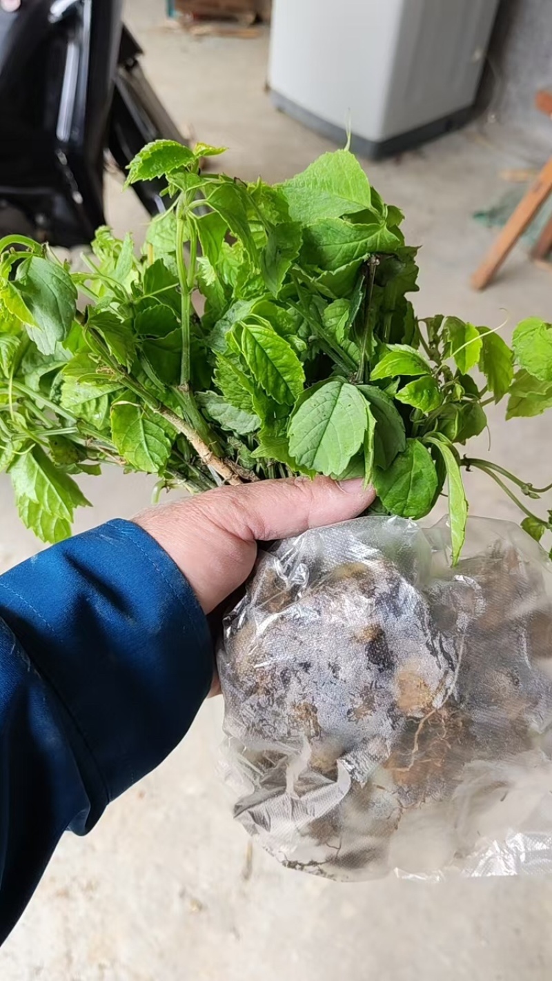 三叶青苗，三叶青果面批发