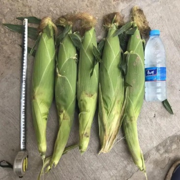 澳甜糯白玉米