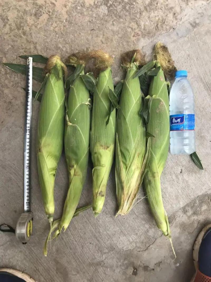 澳甜糯白玉米