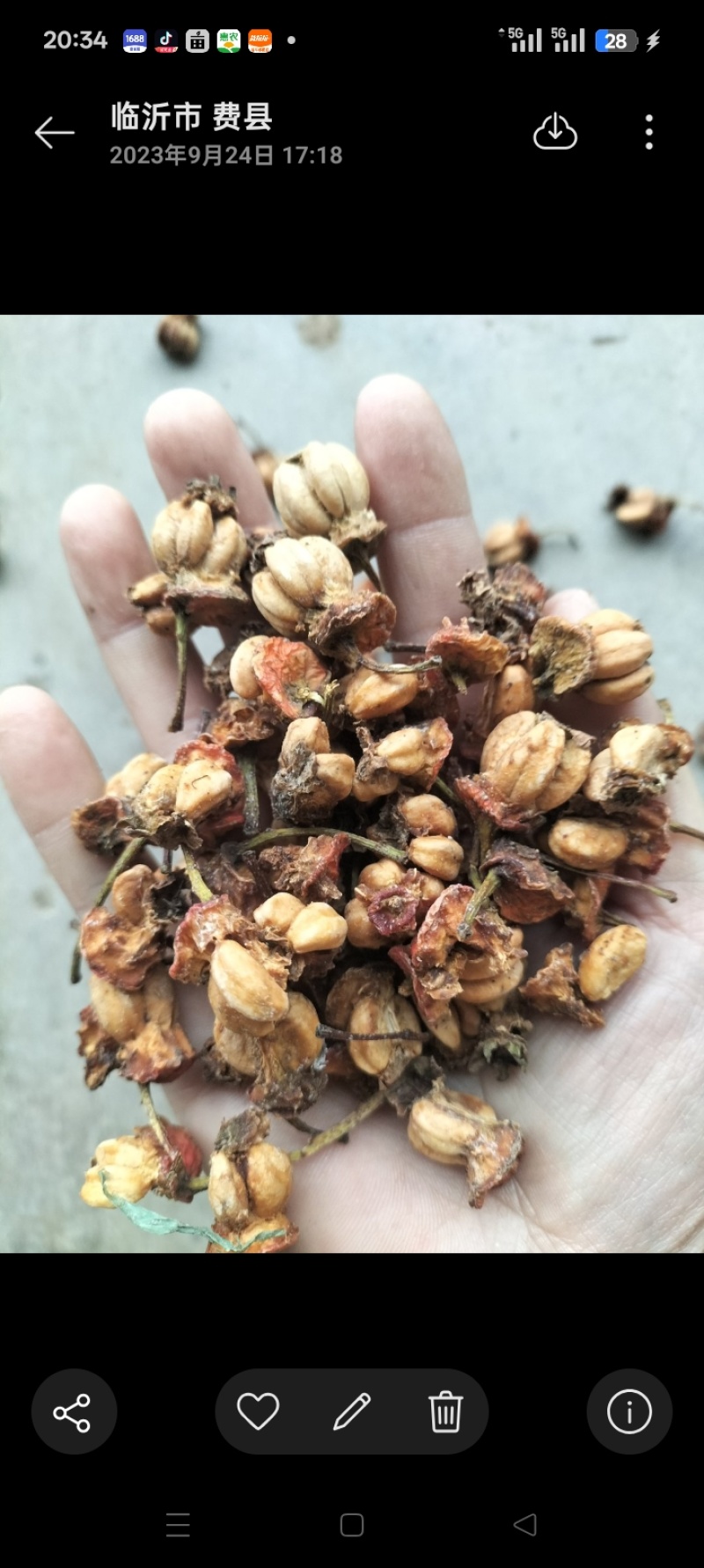 山楂种子，山楂核，带果肉，饲料厂打粉，烧火都可以，哂干货