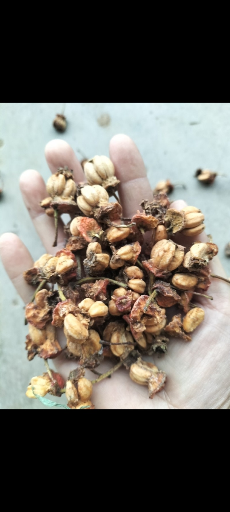 山楂种子，山楂核，带果肉，饲料厂打粉，烧火都可以，哂干货