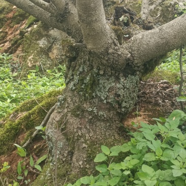 野生清香木老桩适合做盆景