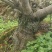 野生清香木老桩适合做盆景