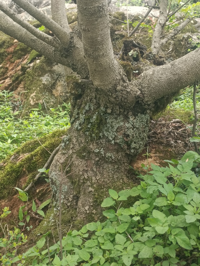 野生清香木老桩适合做盆景