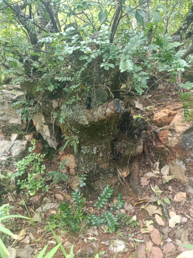 野生清香木老桩适合做盆景