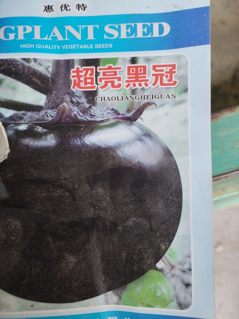圆茄苗黑亮圆茄苗有黑冠高产抗病优质品种黑宝圆茄苗当天发货