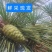 新鲜松塔鲜采现发小动物松鼠磨牙中药材应季产品