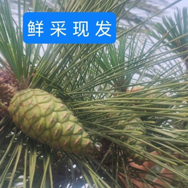 新鲜松塔鲜采现发小动物松鼠磨牙中药材应季产品
