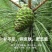新鲜松塔鲜采现发小动物松鼠磨牙中药材应季产品