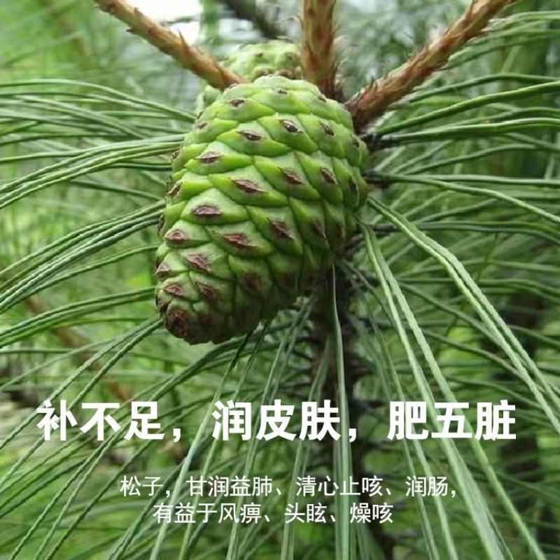 新鲜松塔鲜采现发小动物松鼠磨牙中药材应季产品