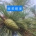 新鲜松塔鲜采现发小动物松鼠磨牙中药材应季产品