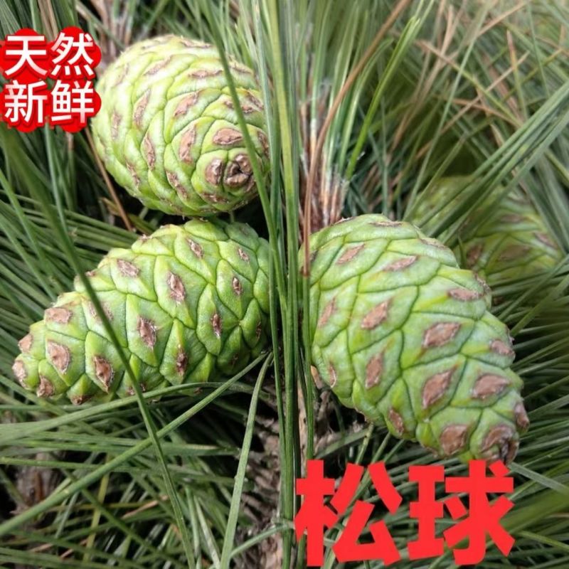 新鲜松塔鲜采现发小动物松鼠磨牙中药材应季产品