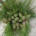 新鲜松塔鲜采现发小动物松鼠磨牙中药材应季产品