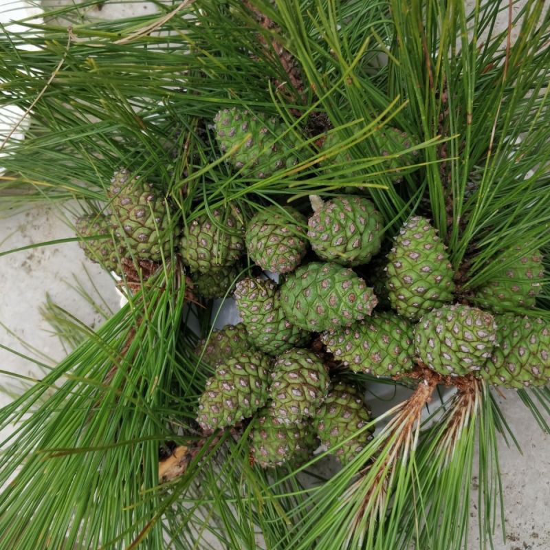 新鲜松塔鲜采现发小动物松鼠磨牙中药材应季产品