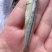 无头熟公鱼地摊电商批发去头白海燕鱼干白公鱼小鱼仔金线鱼干