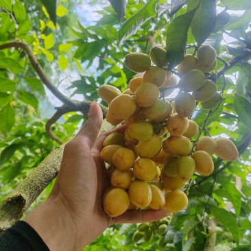 郁南无核黄皮