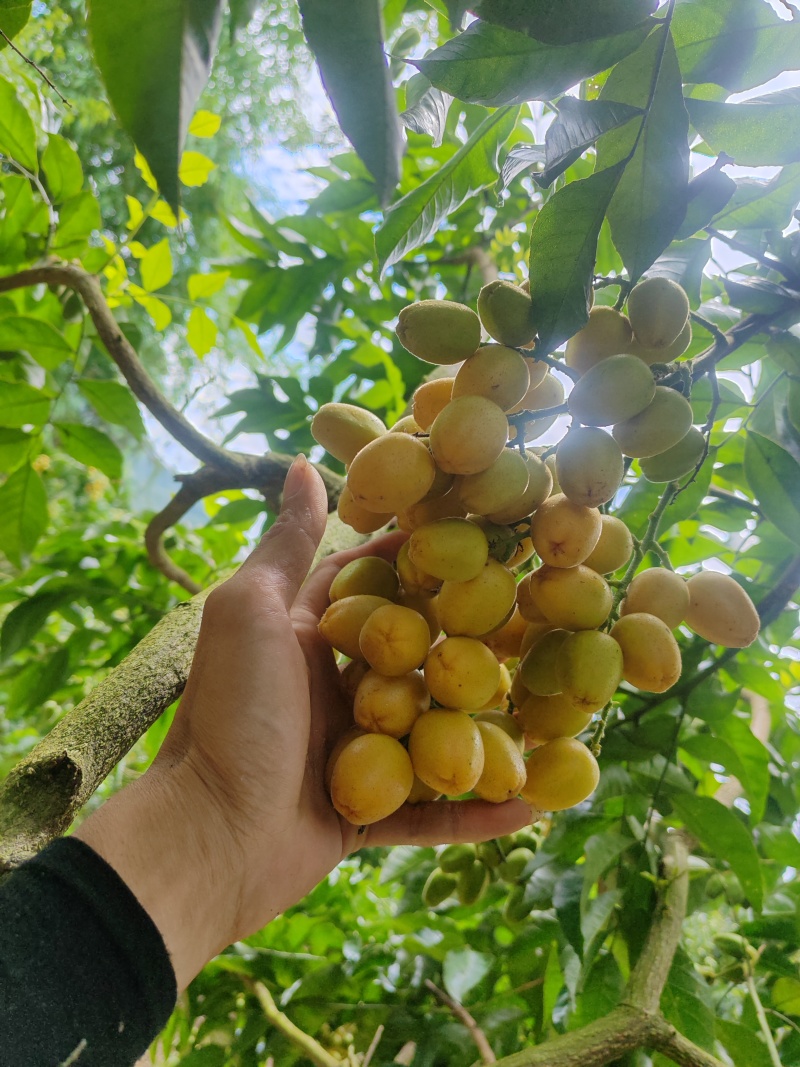 郁南无核黄皮