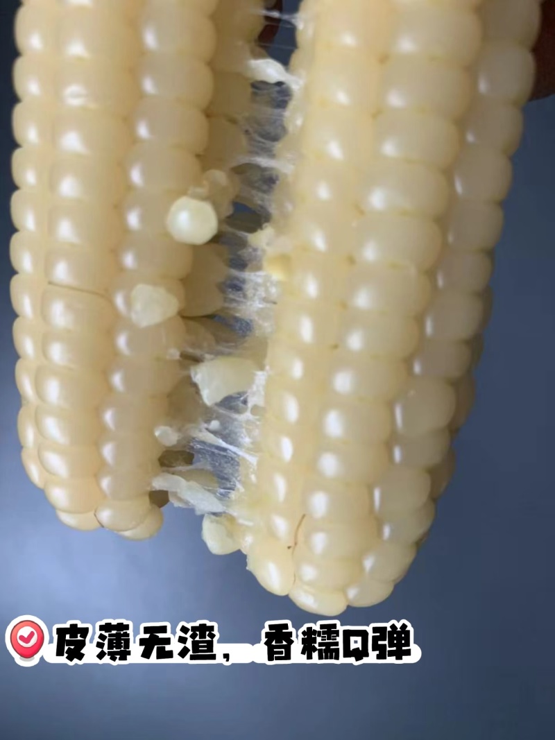 电话聊/西双版纳拇指玉米种植最大货源厂家热卖