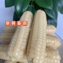 电话聊/西双版纳拇指玉米种植最大货源厂家热卖