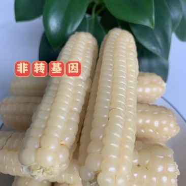 电话聊/西双版纳拇指玉米种植最大货源厂家热卖