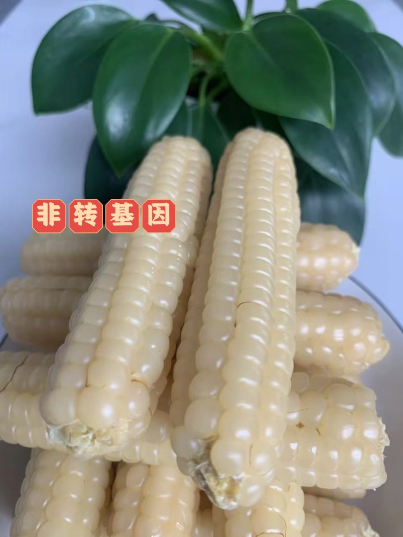 电话聊/西双版纳拇指玉米种植最大货源厂家热卖