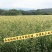 电话聊/西双版纳拇指玉米种植最大货源厂家热卖