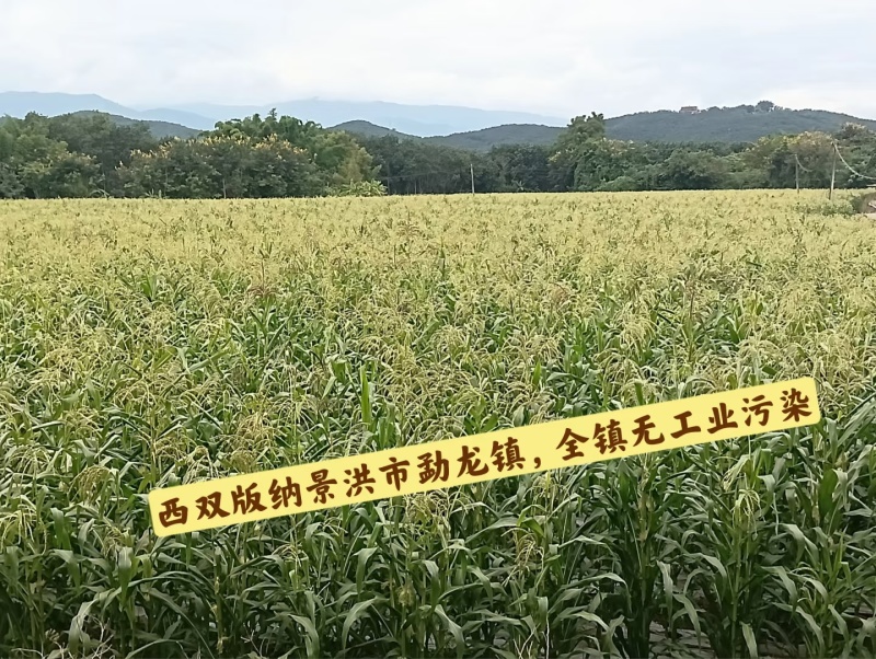 电话聊/西双版纳拇指玉米种植最大货源厂家热卖