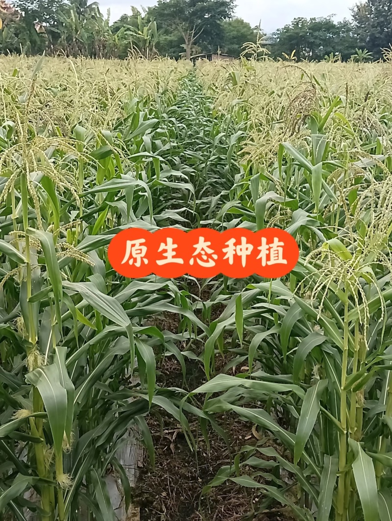 电话聊/西双版纳拇指玉米种植最大货源厂家热卖