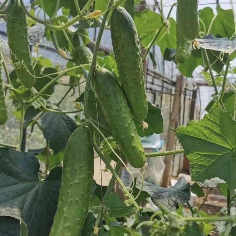 安地山唐黄瓜种子强雌性短棒型白刺瘤稀薄皮水果黄瓜种籽春秋