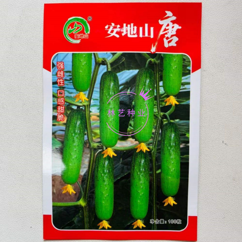 安地山唐黄瓜种子强雌性短棒型白刺瘤稀薄皮水果黄瓜种籽春秋