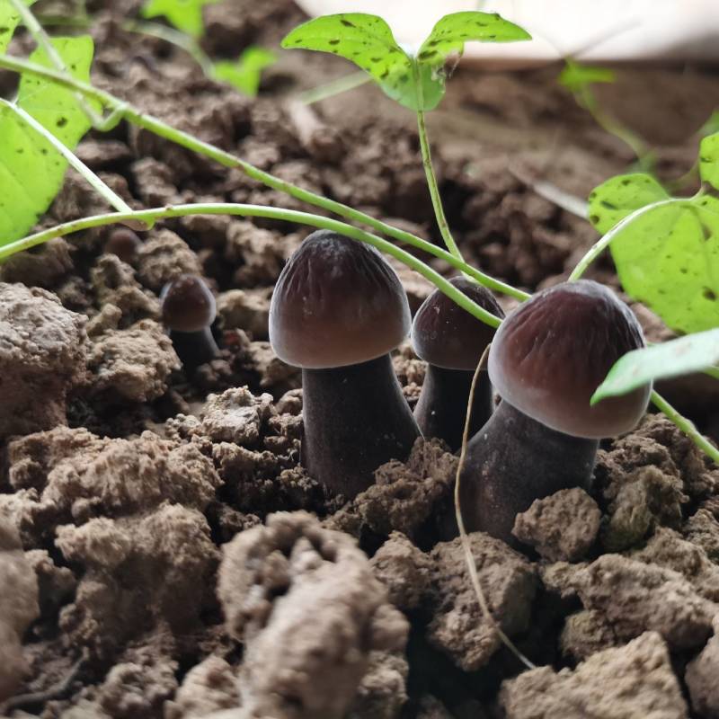 供应黑皮鸡枞菌鲜品