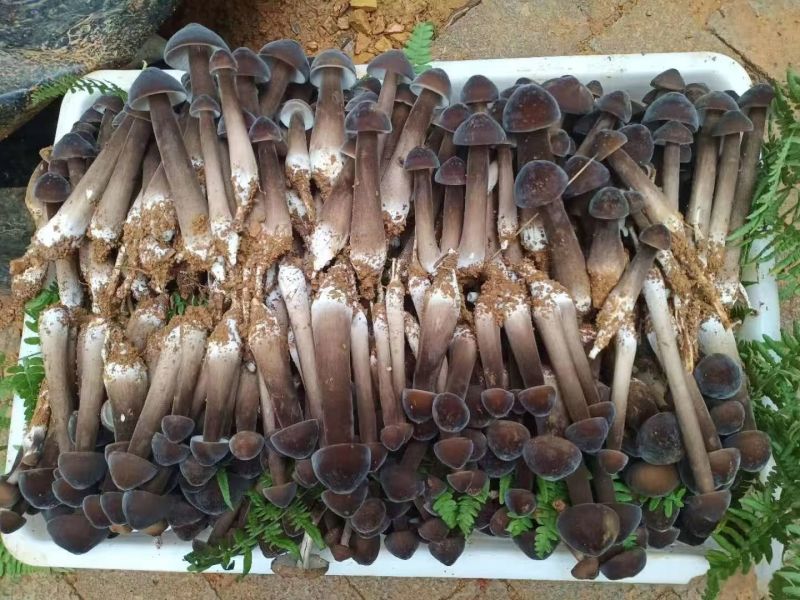 供应黑皮鸡枞菌鲜品
