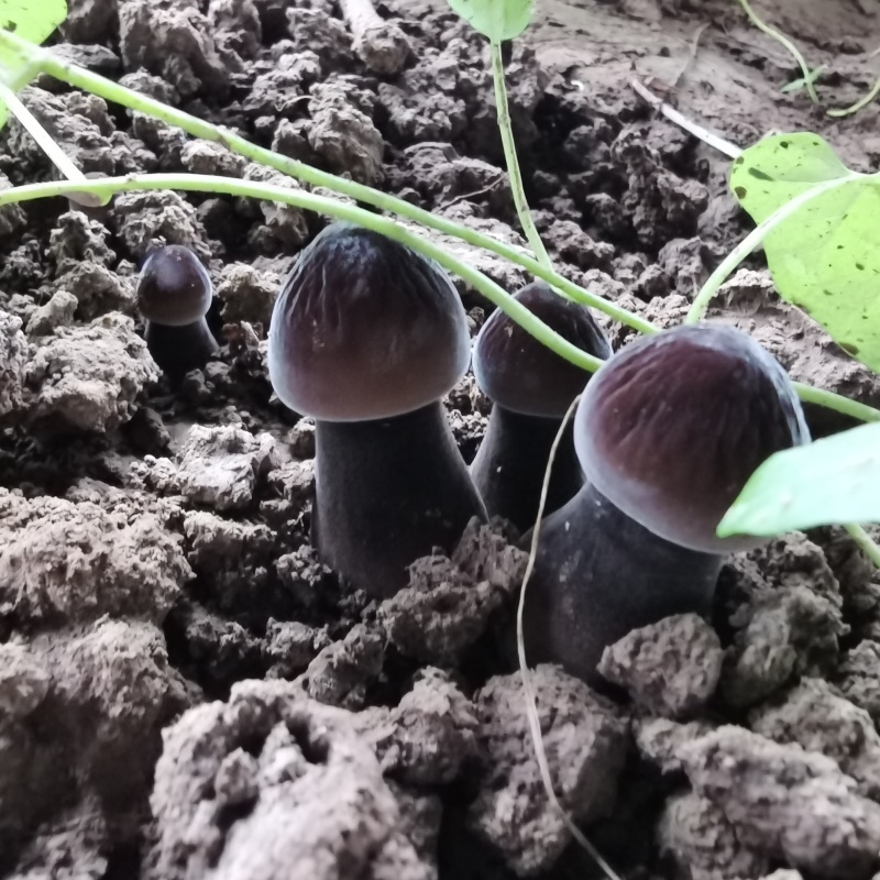 供应黑皮鸡枞菌鲜品