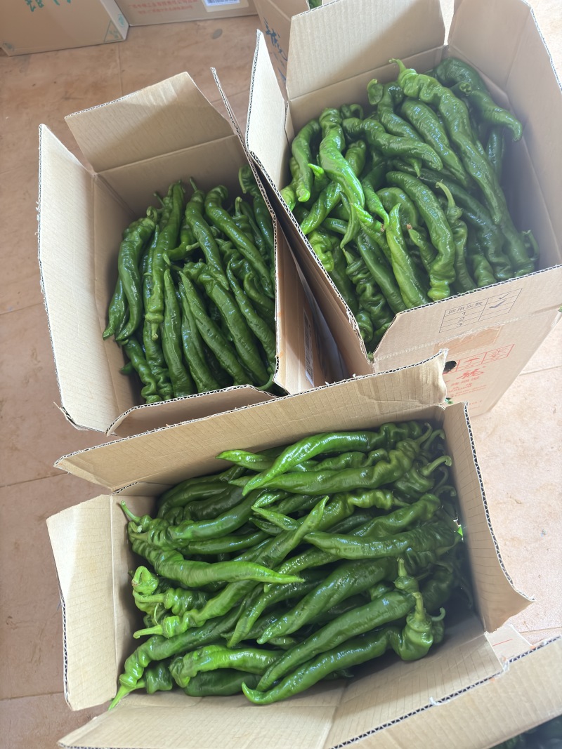 广东螺丝椒，产地直发大量供应，欢迎市场，商超，洽谈合作