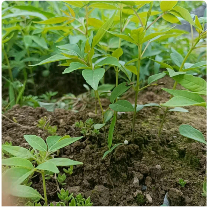厚皮黄柏种苗，药材种苗，基地现采现发，易成活