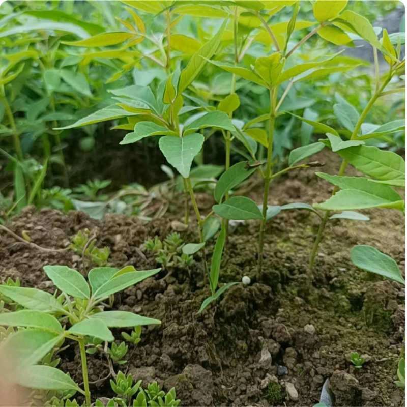 厚皮黄柏种苗，药材种苗，基地现采现发，易成活
