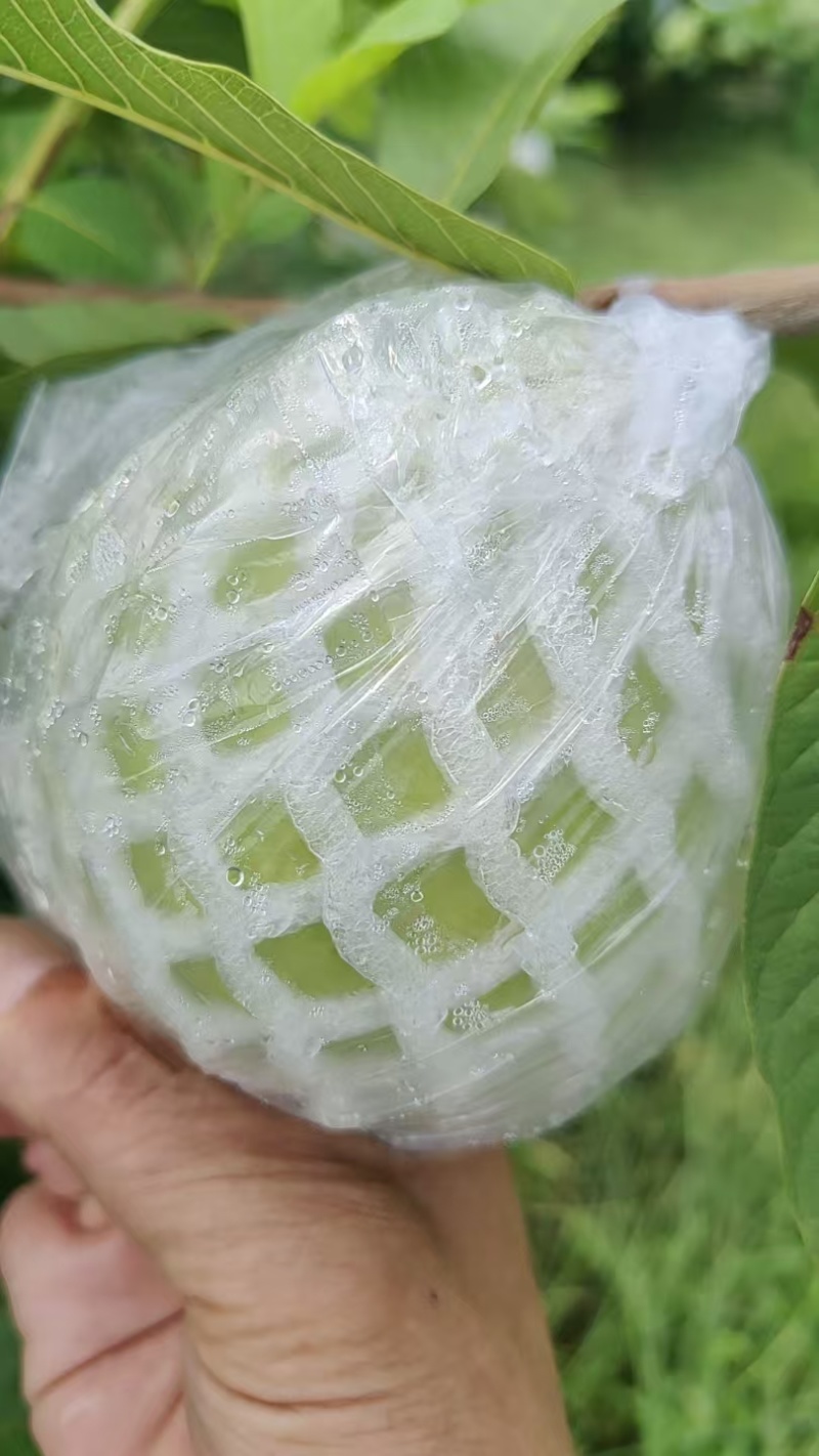 玉林红白心芭乐番石榴一条龙供货服务，市场电商产地供应链
