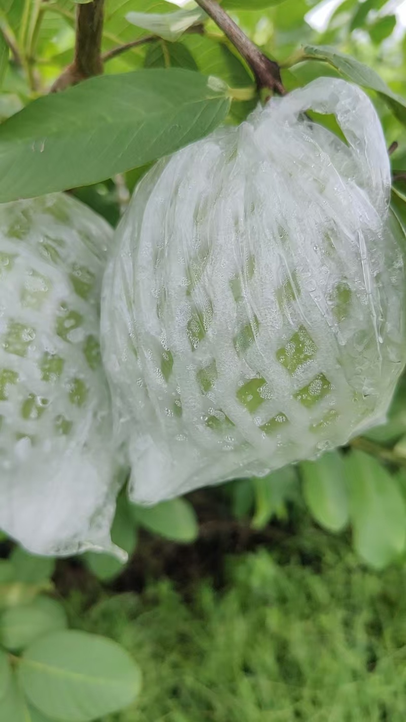 玉林红白心芭乐番石榴一条龙供货服务，市场电商产地供应链