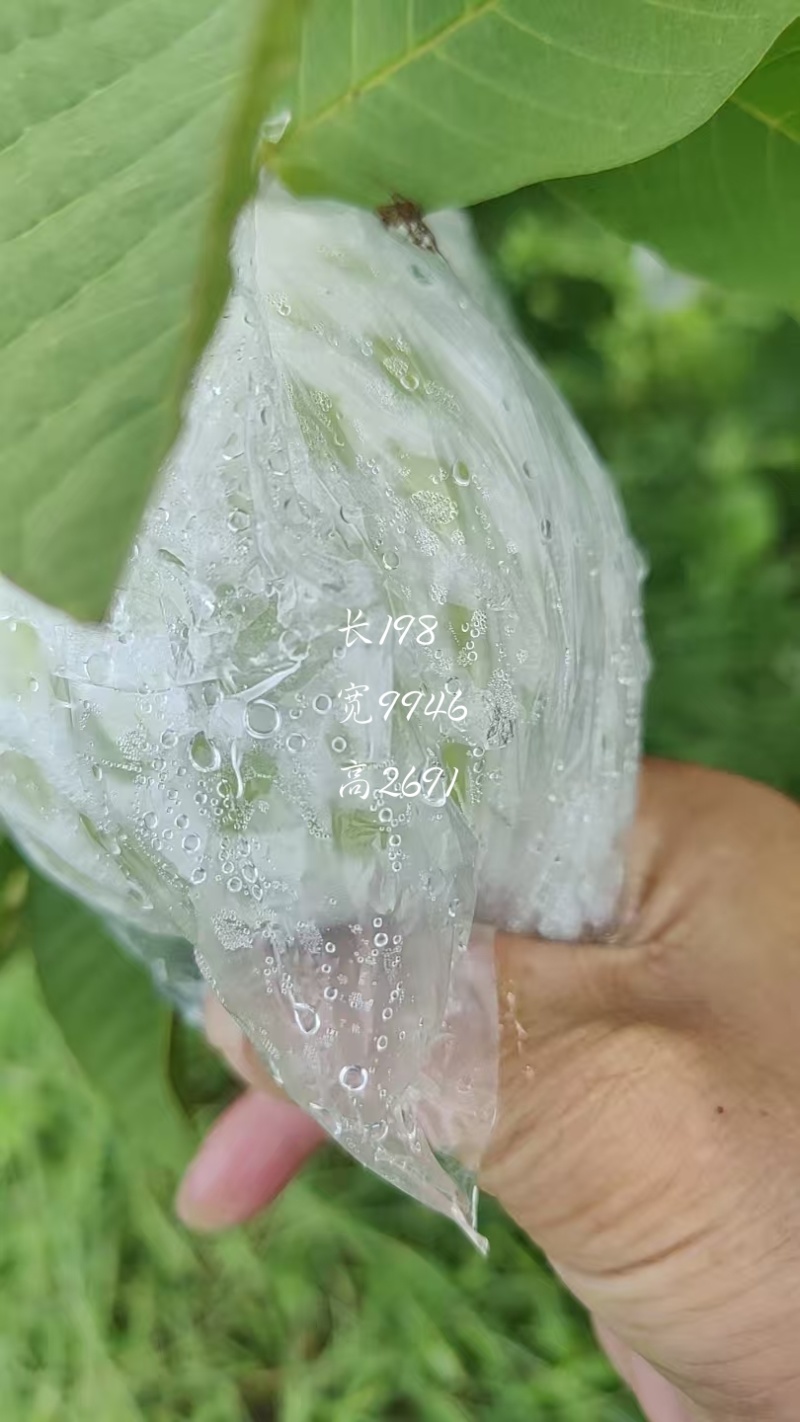 玉林红白心芭乐番石榴一条龙供货服务，市场电商产地供应链